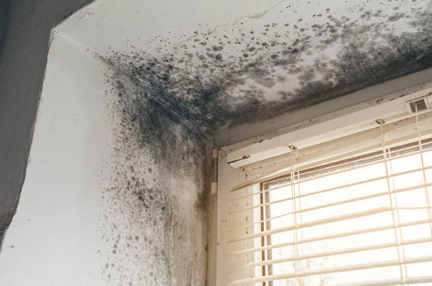 Affordable Attic Mold Remediation solutions in Madison, FL